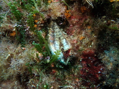 Arca noae