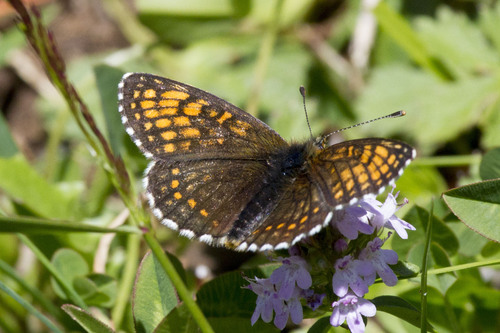 hnedáčik (Melitaea)
