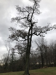 Quercus ellipsoidalis