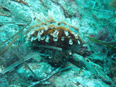 Pinna rudis
