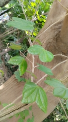 Bauhinia coulteri