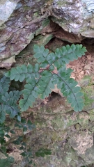 Adiantum flabellulatum