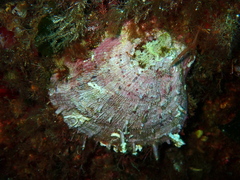 Spondylus gaederopus