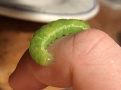 Phlogophora meticulosa