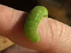 Phlogophora meticulosa