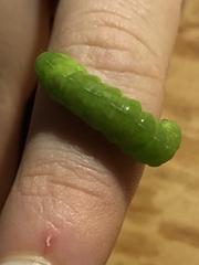 Phlogophora meticulosa