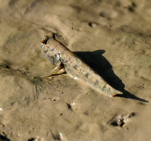 New Guinea mudskipper (Periophthalmus novaeguineaensis) — Gobiidae — 4