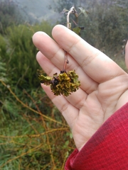 Dasineura crataegi