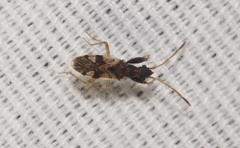 Pseudopamera nitidula