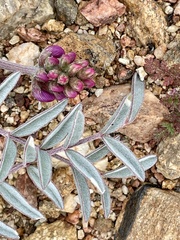 Astragalus palmeri