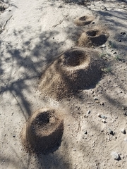 Acromyrmex versicolor