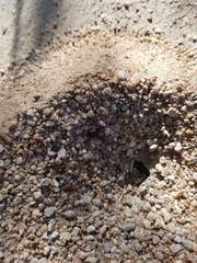 Acromyrmex versicolor