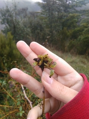 Dasineura crataegi