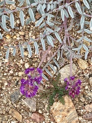 Astragalus palmeri