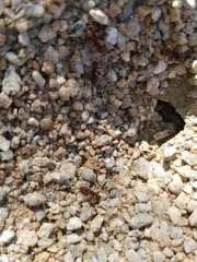 Acromyrmex versicolor