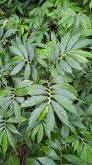 Elatostema lineolatum