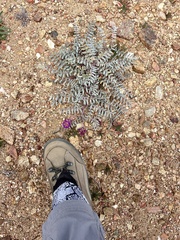 Astragalus palmeri
