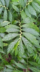 Elatostema lineolatum