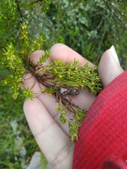 Ericaceae