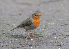 Erithacus rubecula