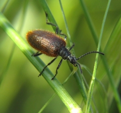 Lagria grenieri