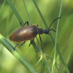 Lagria grenieri