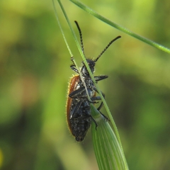 Lagria grenieri