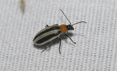 Acalymma trivittatum