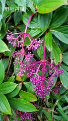 Medinilla formosana