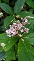 Medinilla formosana
