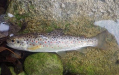 Salmo trutta fario