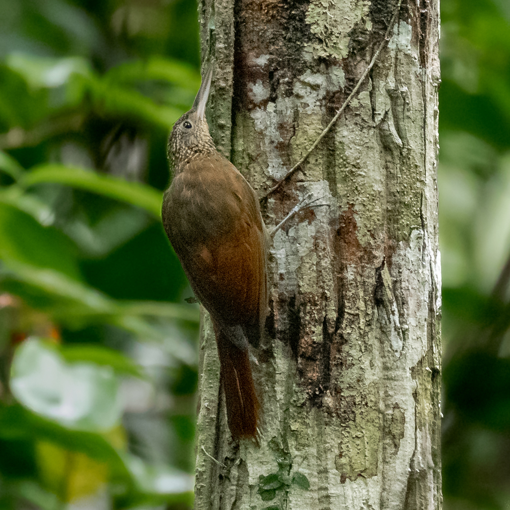 Ocellated Woodcreeper (Line-crowned)