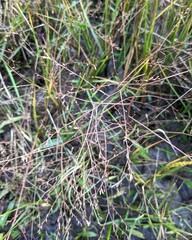 Limonium carolinianum