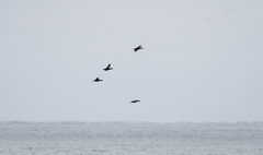 Melanitta stejnegeri