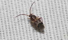 Ceratocapsini