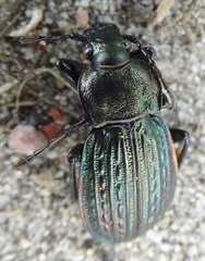 Carabus ulrichii