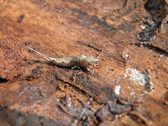 Lepismachilis notata