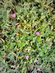 Trifolium resupinatum