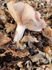 Clitocybe brunneocephala