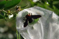 Xylocopa flavorufa