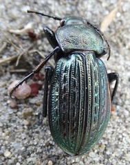 Carabus ulrichii