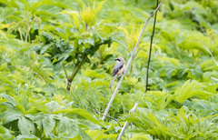 Lanius bucephalus