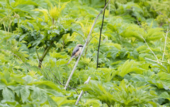 Lanius bucephalus