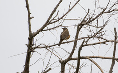 Turdus chrysolaus