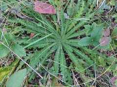 Cirsium drummondii