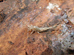 Lepismachilis notata