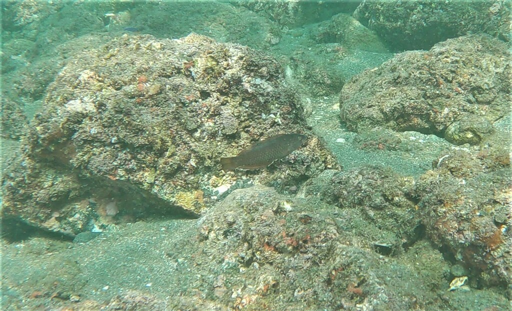 Mangrove Wrasse