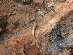 Lepismachilis notata