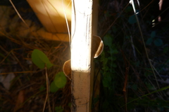 Hapalopilus rutilans