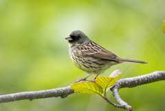 Emberiza personata